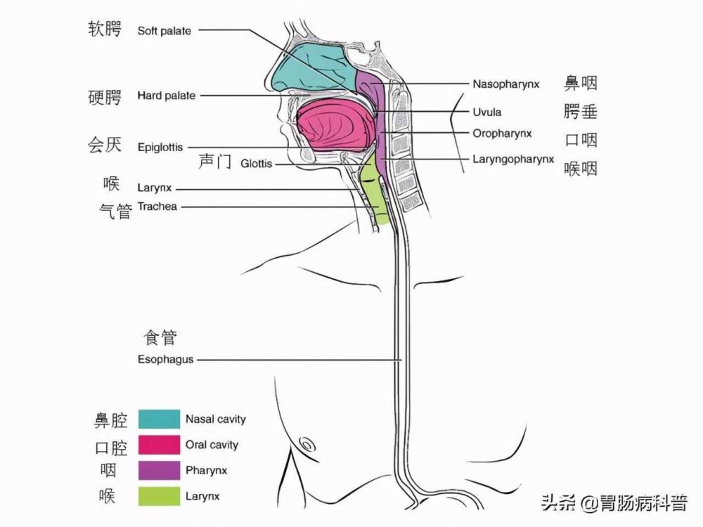 腹部及消化道解剖高清图谱