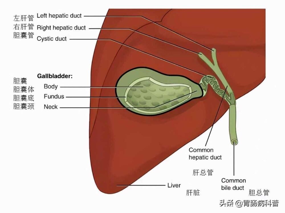 腹部及消化道解剖高清图谱