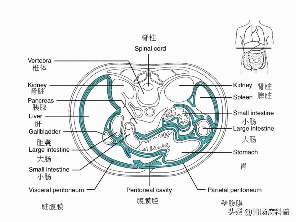 腹部及消化道解剖高清图谱