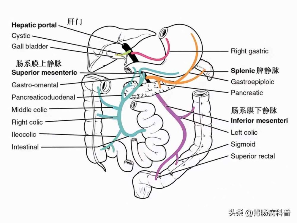 腹部及消化道解剖高清图谱