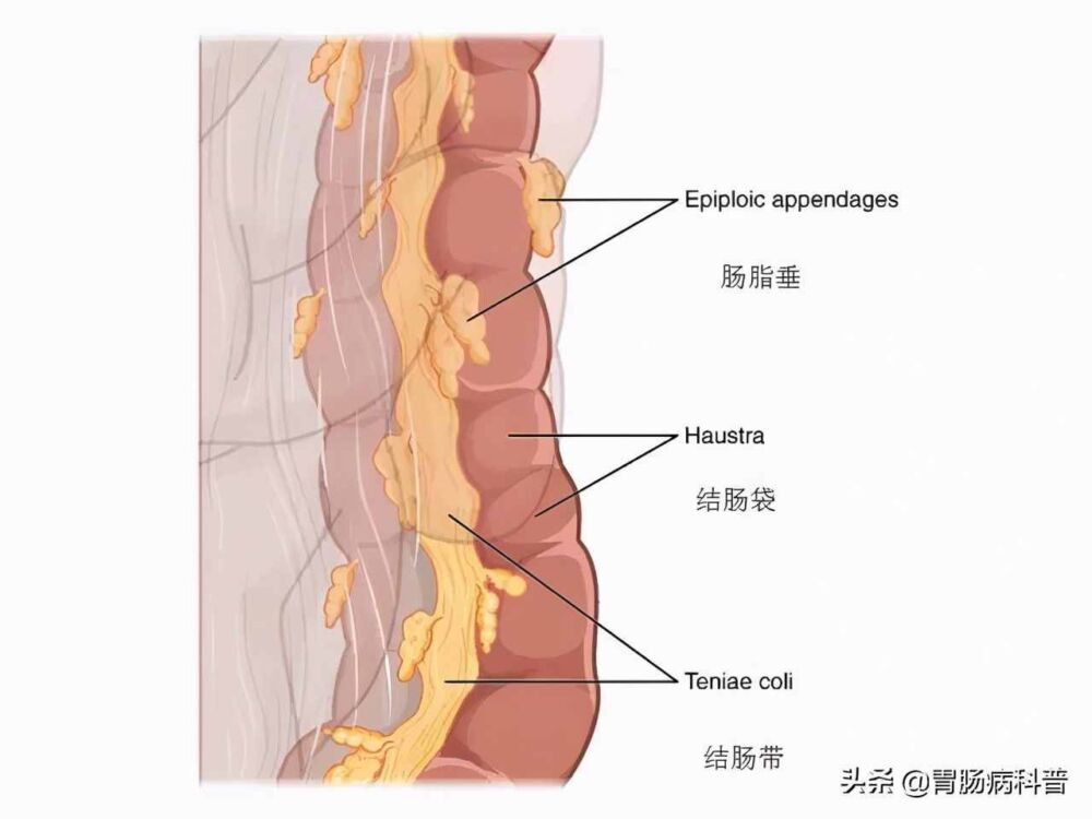 腹部及消化道解剖高清图谱