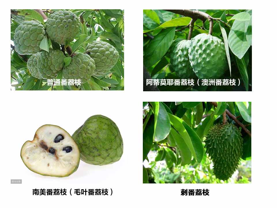 番荔枝好吃、好种！修剪到位，一年能长多批果！卖出高价