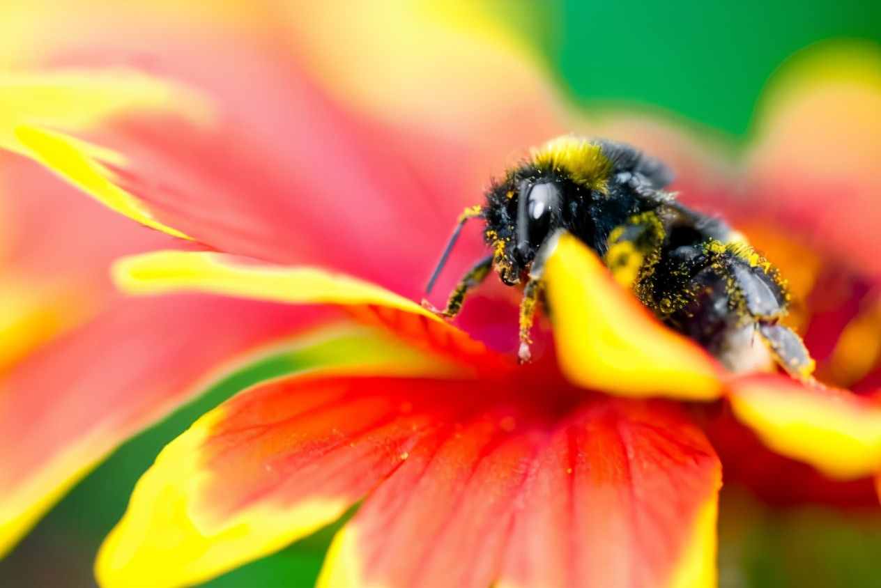 你真正了解蜜蜂吗？令你目瞪口呆的十个有关蜜蜂的冷知识