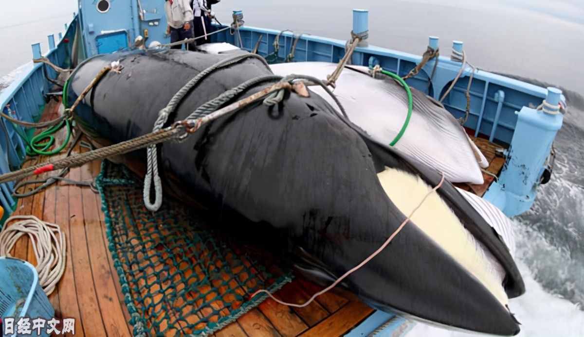 价值150万美元：也门渔民鲸尸内发现龙涎香，为何价值那么高？