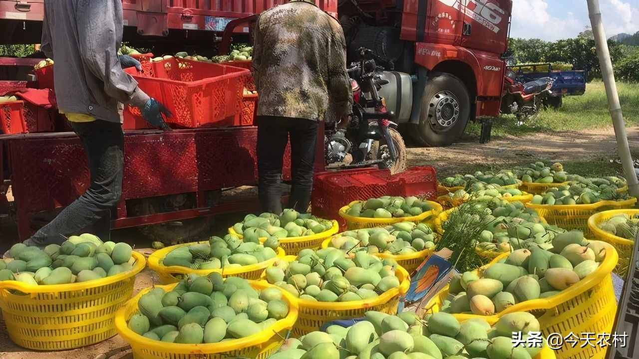 往年结果不愁卖，如今大量滞销无人问，产地堆积一地慢慢烂掉