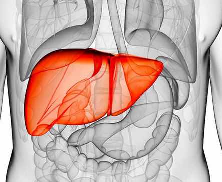 肝脏在身体的哪个部位，有什么功能？一次性告诉你
