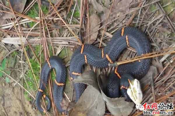 湖南桑植惊现中国极危毒蛇——喜马拉雅白头蝰