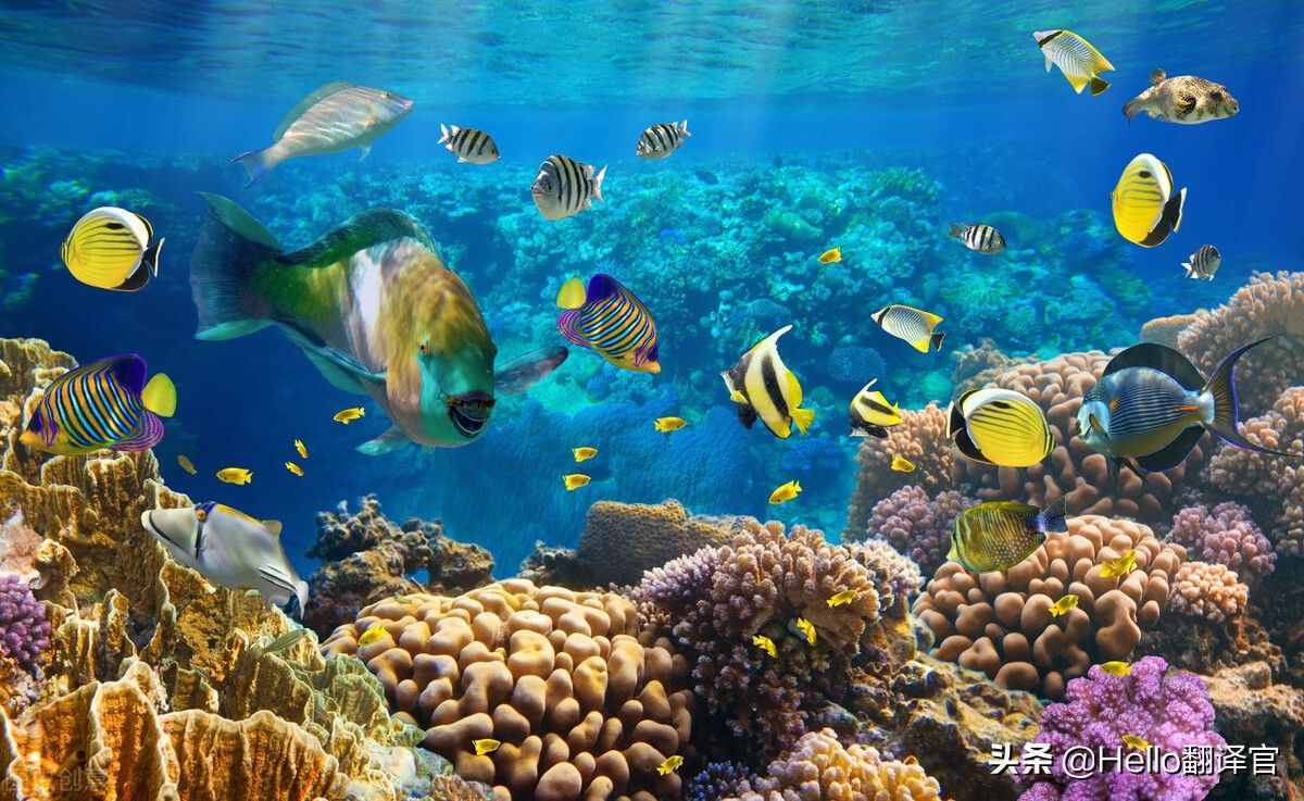 BBC英语阅读和听力素材：珊瑚礁重现生机 Coral Reef Restored
