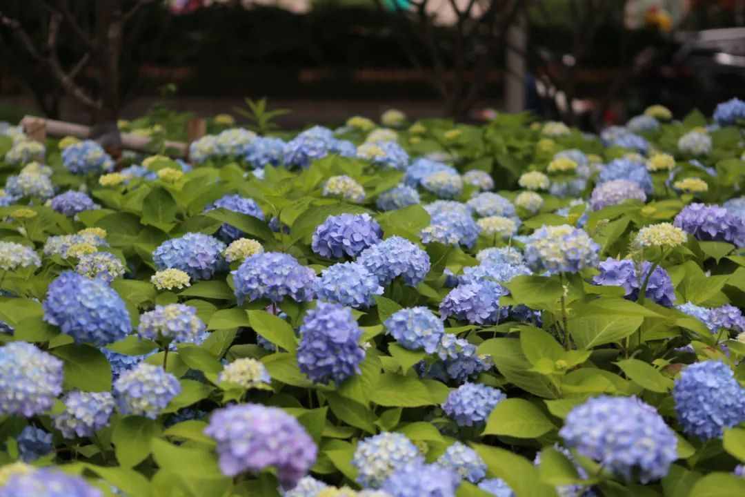 浪漫无尽夏！在上海来一场“寻绣球花之旅”