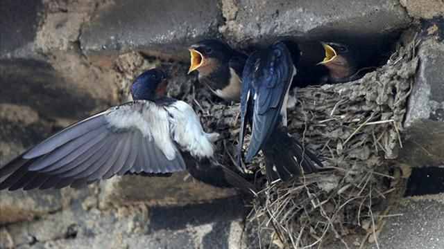为什么燕子喜欢在人类屋檐下筑巢？寓意是好是坏？