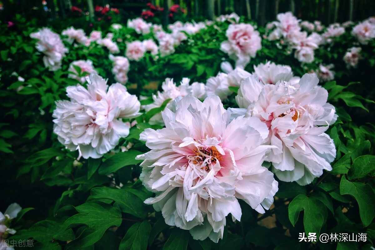 中国十大名花