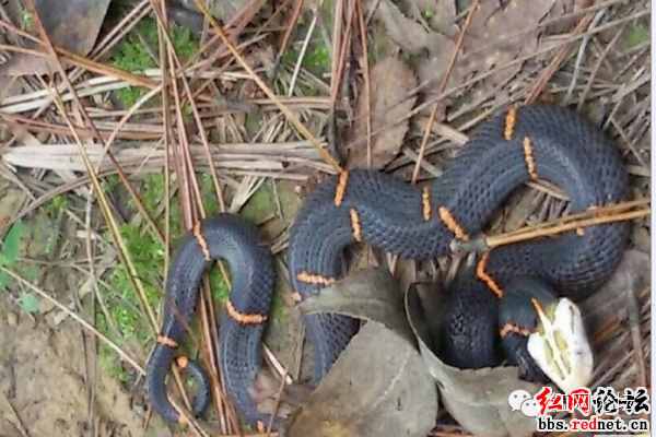 湖南桑植惊现中国极危毒蛇——喜马拉雅白头蝰