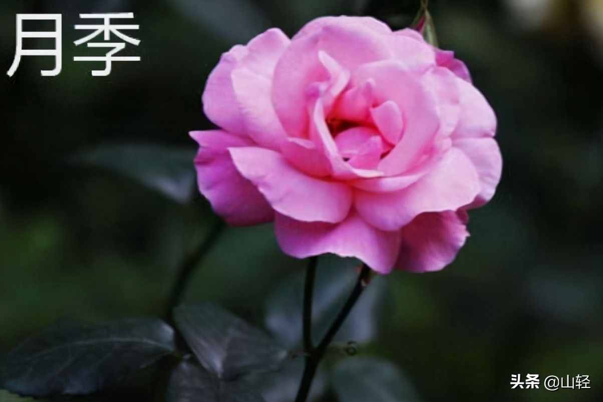 花店出售的玫瑰大多是用的月季，玫瑰与月季的区别，别再混淆了
