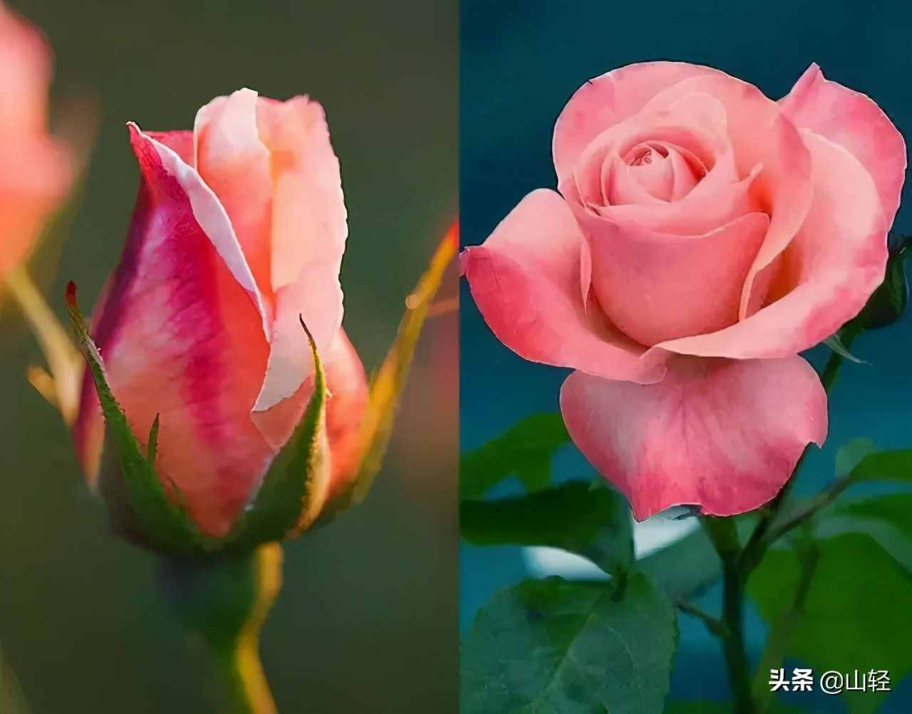 花店出售的玫瑰大多是用的月季，玫瑰与月季的区别，别再混淆了