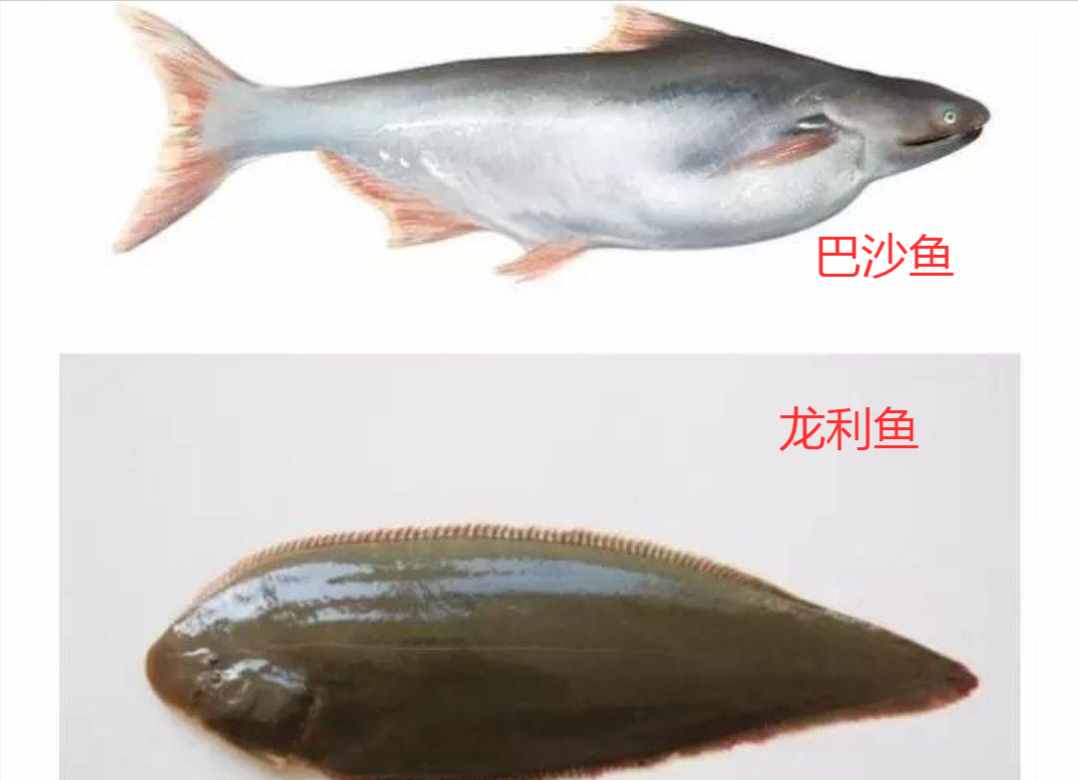 龙利鱼和巴沙鱼有什么区别？傻傻分不清楚？