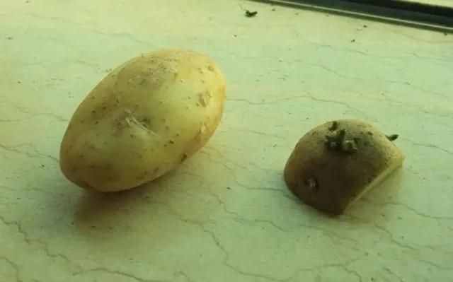 长芽的土豆还能不能吃？原来多年一直误解了，越早让亲属知道越好