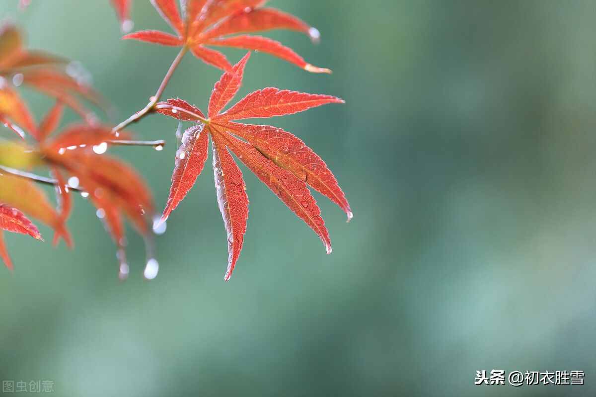 唐诗寒露节气诗8首：寒露滋新菊，高丛见紫薇