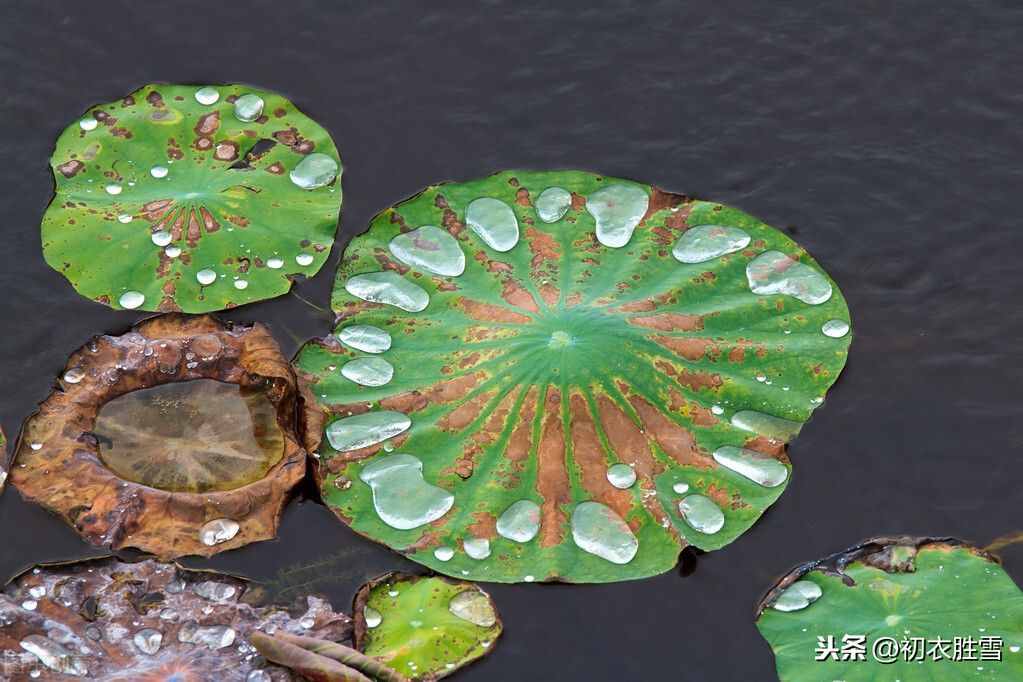 唐诗寒露节气诗8首：寒露滋新菊，高丛见紫薇