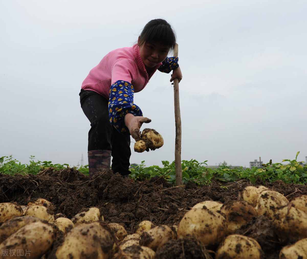 碱性土壤的改良方法，只是酸性肥料和有机肥？正确选择很重要