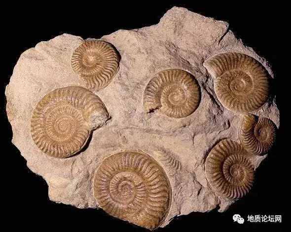 化石是怎样形成的