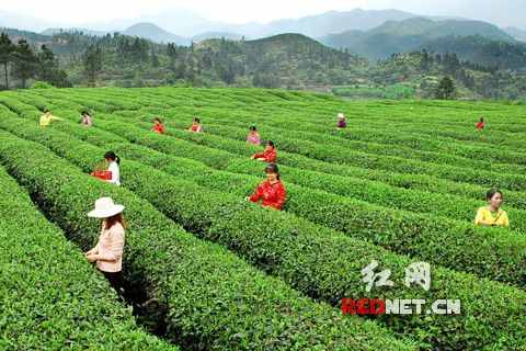 桂东玲珑茶制作技艺