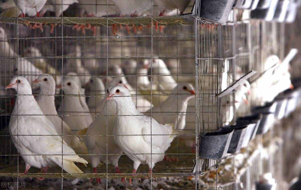 如何才能高效养殖肉鸽？