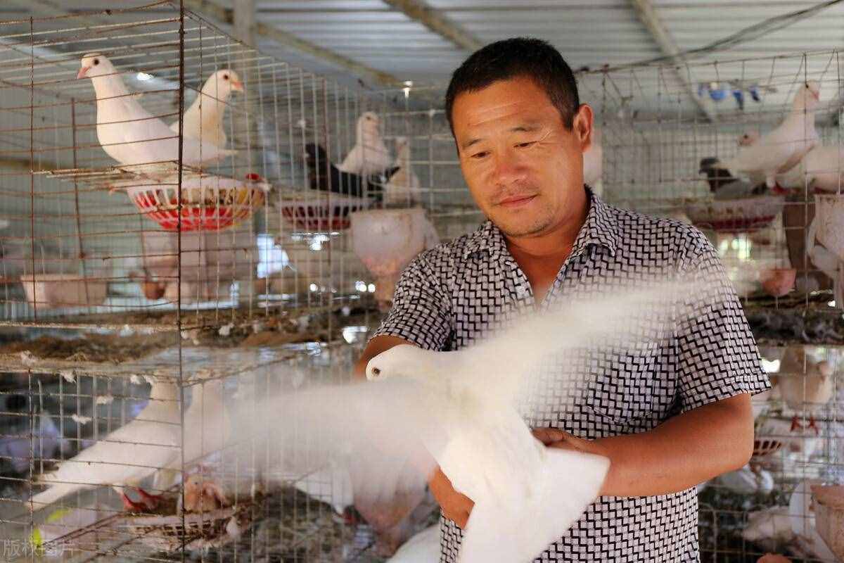 如何才能高效养殖肉鸽？