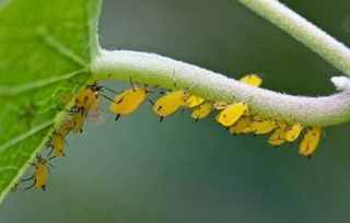 今年蚜虫爆发太厉害，15种防治蚜虫的方法，你知道多少？