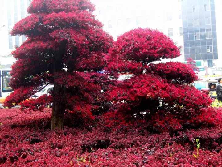 红花檵木盆景的鉴赏与制作管理