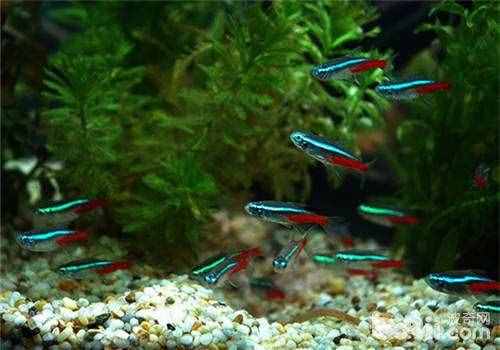 红绿灯鱼怎么繁殖？