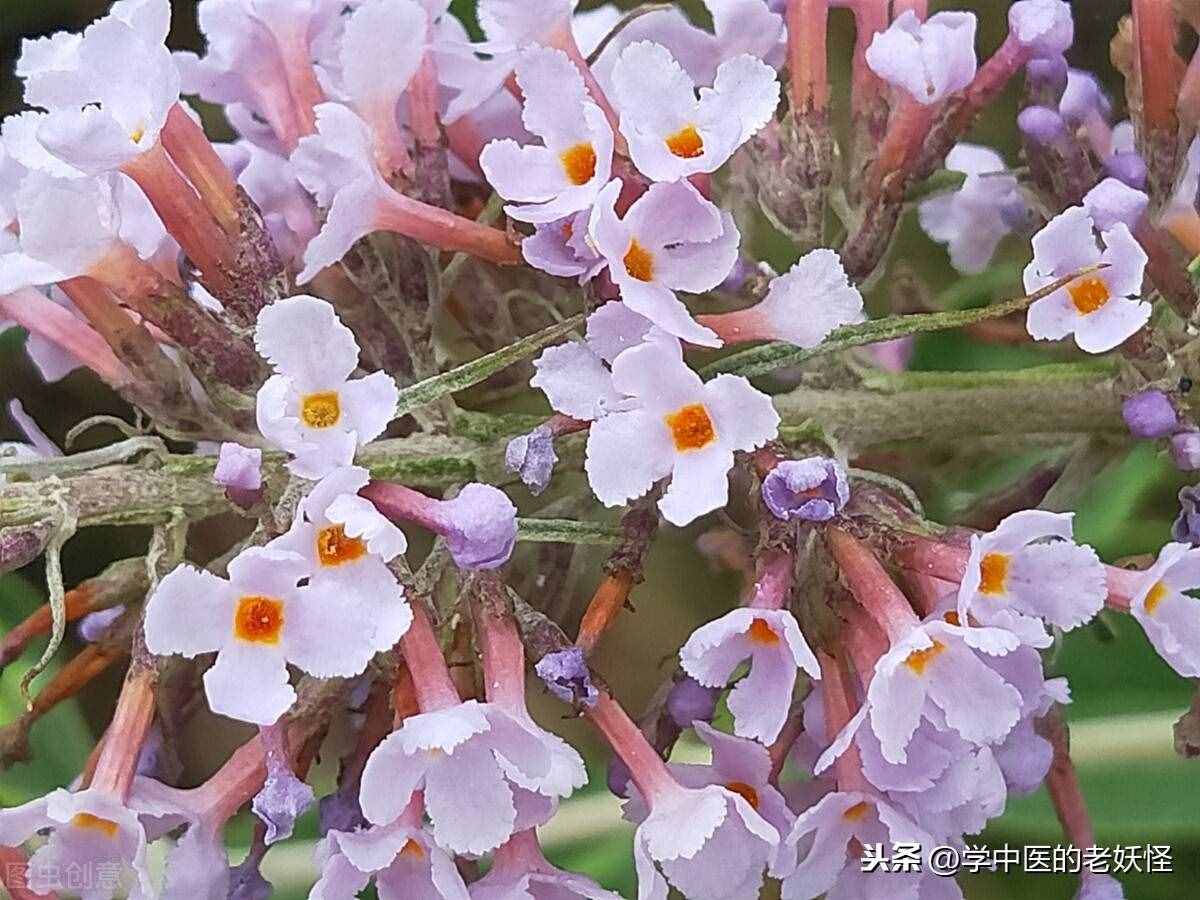 厥阴肝家之正药——密蒙花