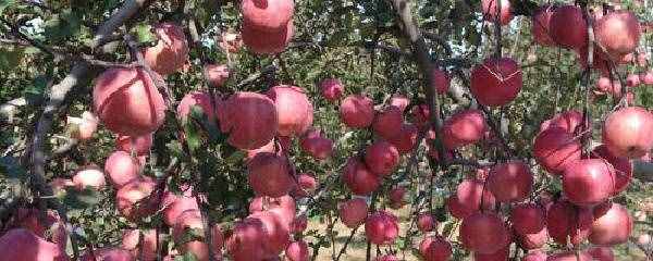 苹果种植技术与管理