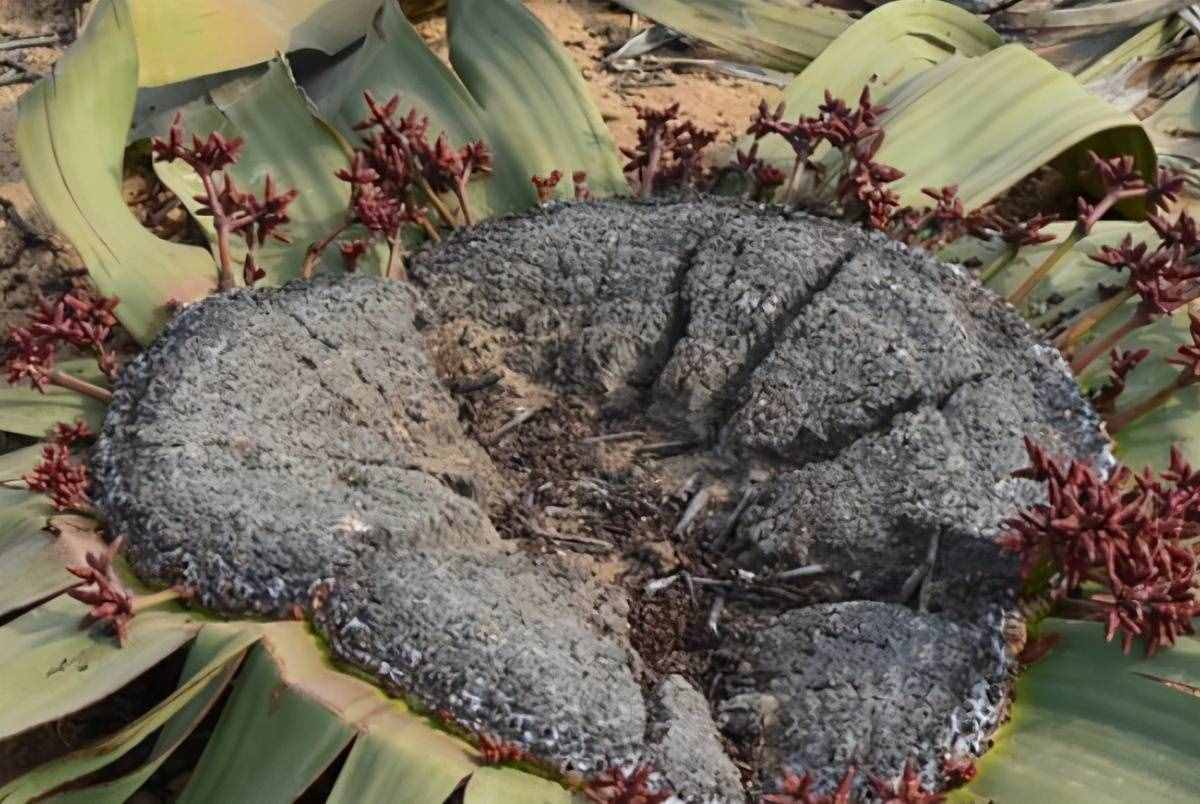 世界十大最奇特植物，巨魔芋上榜，第二是世界花王