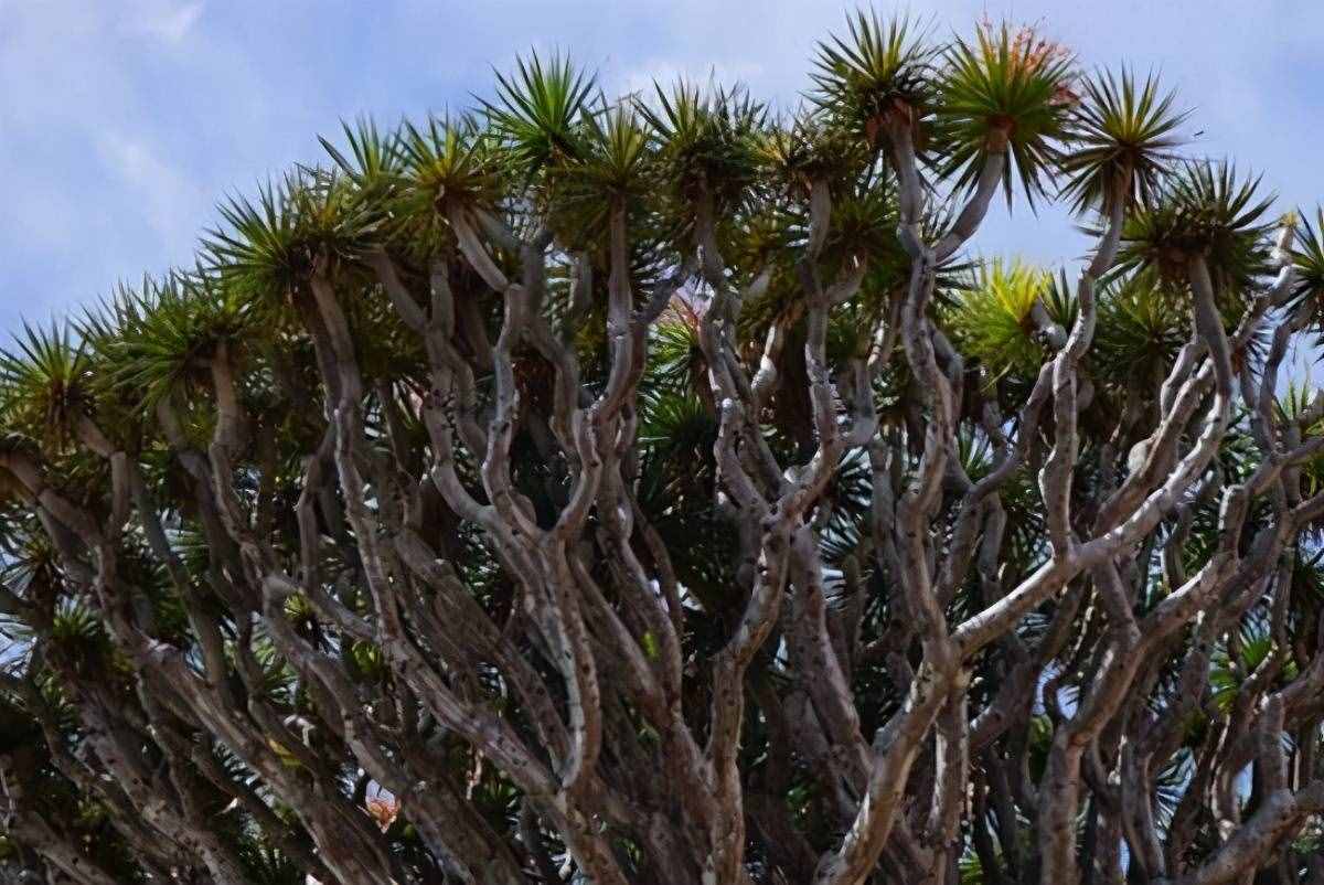 世界十大最奇特植物，巨魔芋上榜，第二是世界花王