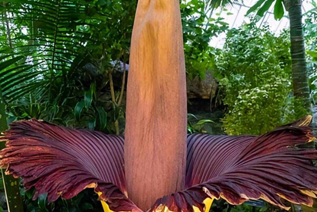 世界十大最奇特植物，巨魔芋上榜，第二是世界花王