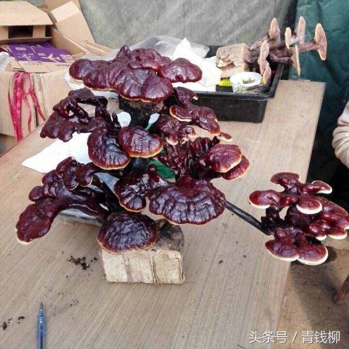 教你如何制作袋装灵芝盆景？