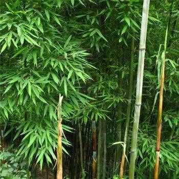 淡竹叶就是竹子吗？古人与现代人使用有何不同？