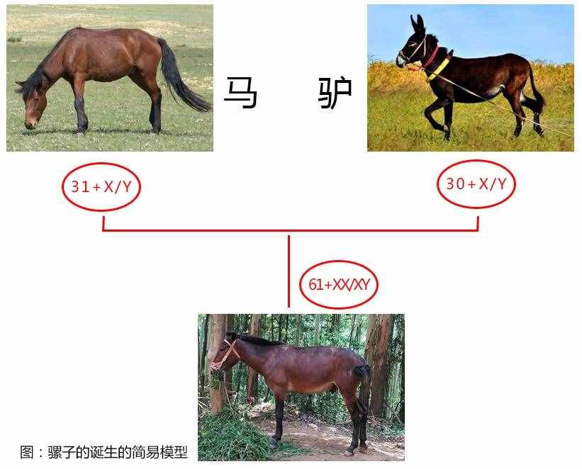 如何区分马、骡子和驴？它们之间存在哪些差异？