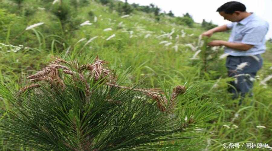 松梢螟的发生特点及防治方法