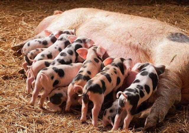 母猪生一胎至少8头猪仔，养母猪是不是更赚钱？