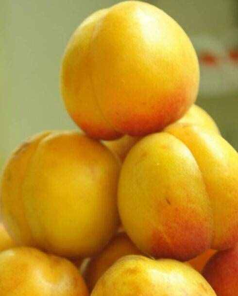 杏子怎么保存长时间 杏子的功效与作用