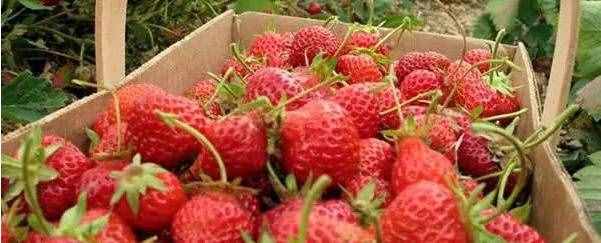 草莓几月份种植最好