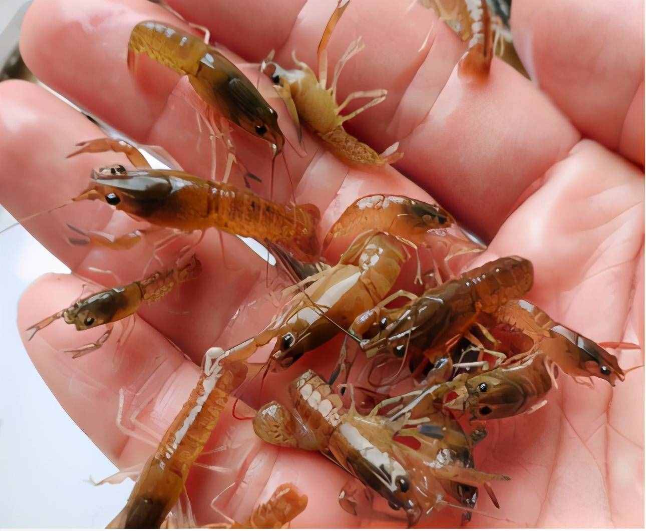 小龙虾养殖技术