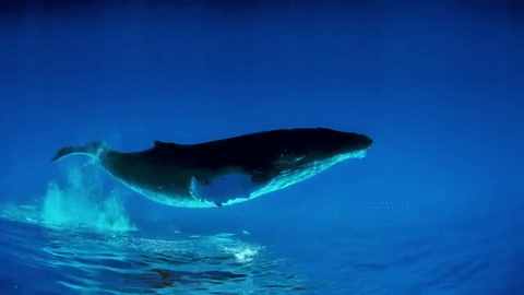 你知道海洋里最大的鱼类是什么吗？不要认为是蓝鲸哦
