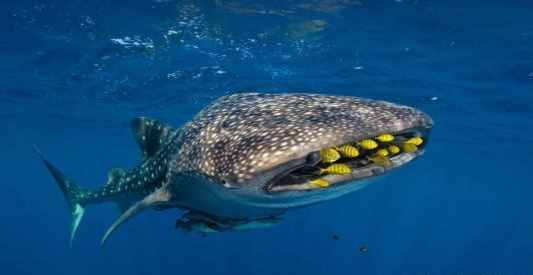 你知道海洋里最大的鱼类是什么吗？不要认为是蓝鲸哦