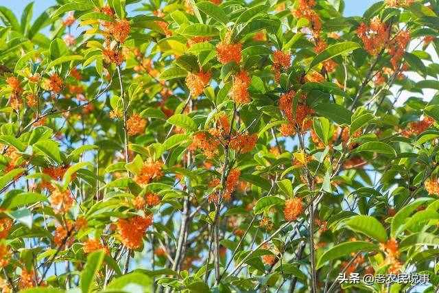 俗语：桂花门前立，贵人站门内，这五个地方不宜种桂花，早知晓