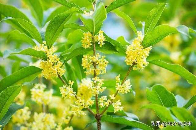 俗语：桂花门前立，贵人站门内，这五个地方不宜种桂花，早知晓