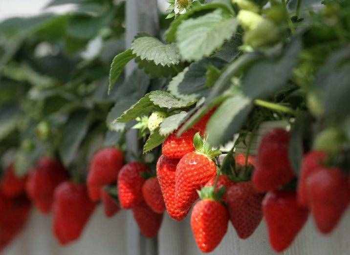 草莓几月份种植最好