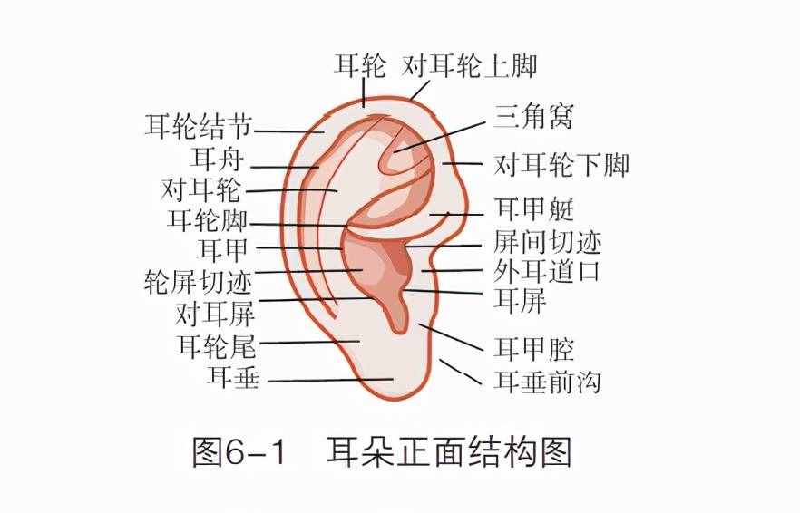 「观面无隐私」耳朵结构你知道吗？