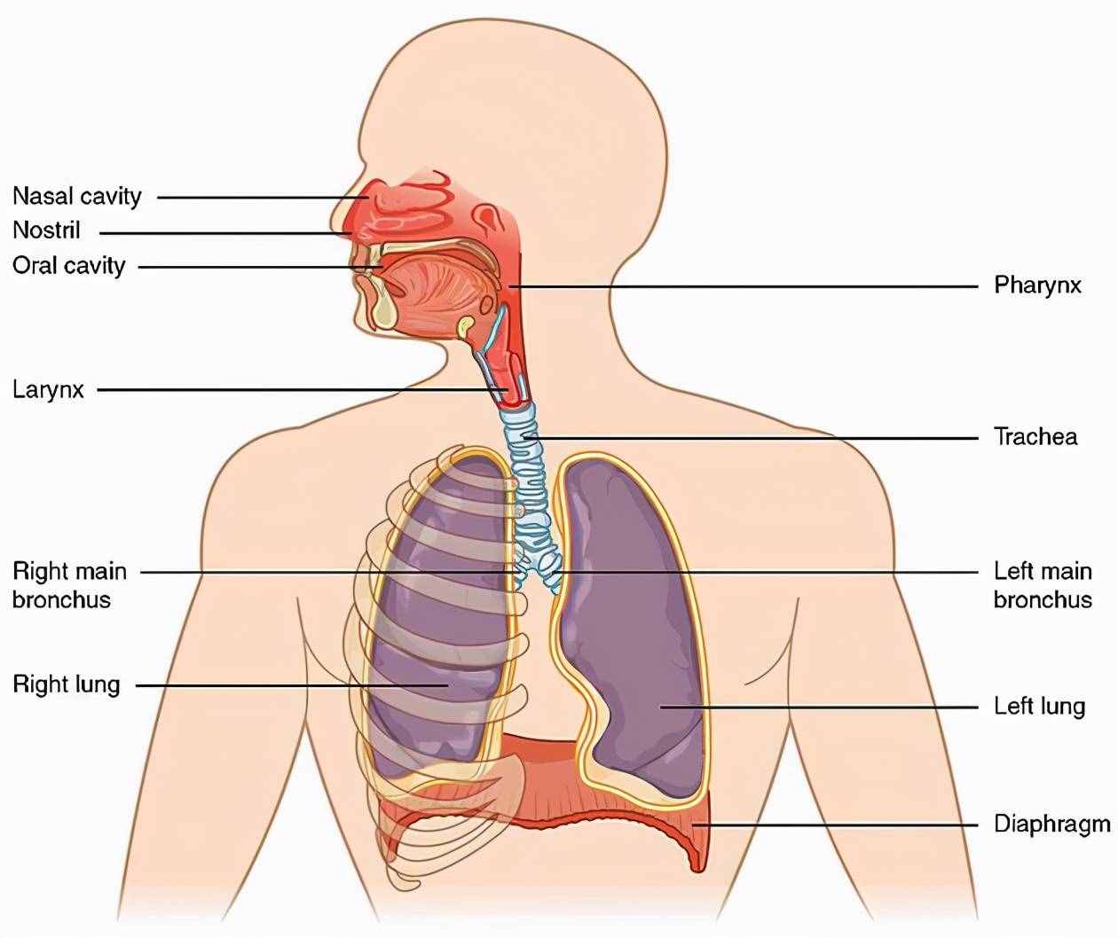 人体呼吸系统如何运行？